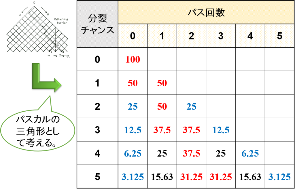 パスカルの三角形とパス回数（分裂確率50%）